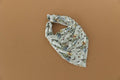 Dog Bandana